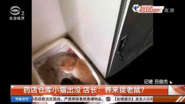 藥店店長：養(yǎng)倉庫小貓來捉老鼠？